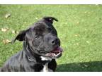 Adopt Cricket a American Staffordshire Terrier, Mixed Breed