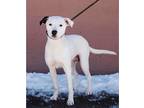 Adopt Zoey a Mixed Breed