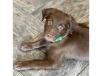 Adopt Snickers a Chocolate Labrador Retriever