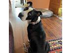 Adopt Penny a American Staffordshire Terrier, Mountain Cur