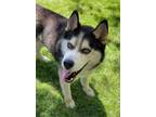 Adopt MEADOW/URGENT FOSTER NEEDED a Husky