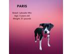 Adopt Paris a Labrador Retriever