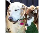 Adopt Lucy & Callie a Husky, Labrador Retriever
