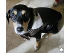 Adopt Pup Pup a Coonhound, Dachshund