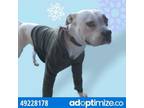 Adopt 49228178 a Pit Bull Terrier, Mixed Breed