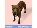 Adopt 48924268 a Pit Bull Terrier, Mixed Breed