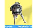 Adopt 49383886 a Rottweiler, Mixed Breed