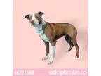 Adopt Padfoot a Pit Bull Terrier, Mixed Breed