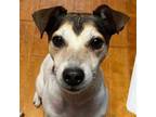 Adopt Brutus a Jack Russell Terrier
