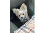 Adopt Flap - Jack a Yorkshire Terrier