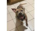 Adopt SCOOBY a Staffordshire Bull Terrier