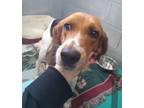 Adopt Maybelline a Beagle