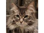 Carlos Maine Coon Young Male