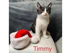 Timmy Domestic Shorthair Kitten Male