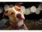 Pete American Staffordshire Terrier Adult Male