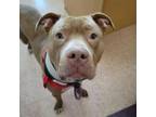 Nick American Pit Bull Terrier Adult Male