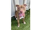 Forrest American Pit Bull Terrier Young Male