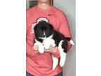 Chewy Border Collie Puppy Male