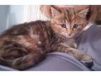 Myna (calico fluff) Domestic Mediumhair Kitten Female