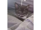 Staschio /Staci (pretty sweet girl) Domestic Shorthair Kitten Female