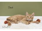 Donut Domestic Shorthair Kitten Male