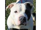 Fjord American Pit Bull Terrier Adult Male