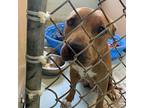 Motina/55470 Pit Bull Terrier Young Female