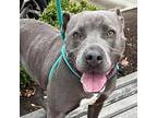 Foxy Lady Pit Bull Terrier Adult Female