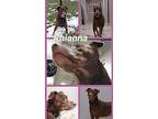 Rhianna (Adara) - H American Staffordshire Terrier Adult Female