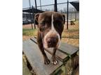 Valentino American Pit Bull Terrier Young Male