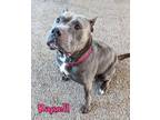 Raynell American Staffordshire Terrier Adult Female
