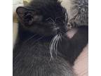 Rennie 21976 Domestic Shorthair Kitten Male