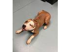 Wild West American Pit Bull Terrier Young Male