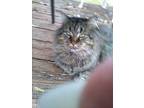 Max - Courtesy Post Maine Coon Adult Male