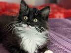 BRAVO Domestic Mediumhair Kitten Male