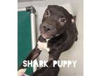 SHARK American Pit Bull Terrier Puppy Male