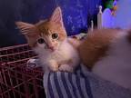 Bruno Domestic Mediumhair Kitten Male