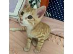 Cirque Domestic Shorthair Kitten Male