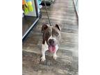 Cooper (OAM)(K) Pit Bull Terrier Young Male