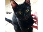 Bear Domestic Shorthair Kitten Male