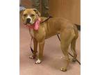 LUNA American Staffordshire Terrier Young Female