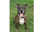 2106-1582 Amill (Off Site Foster) Pit Bull Terrier Adult Male