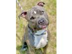 Remy American Pit Bull Terrier Adult Male