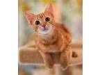 Grillo Domestic Shorthair Kitten Male