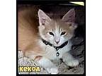 Kekoa - Foster / 2021 Domestic Longhair Kitten Male