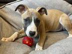 Young Juiicy Pit Bull Terrier Puppy Female