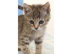 Lisa Domestic Shorthair Young Female