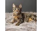 Rigatoni Domestic Shorthair Kitten Male
