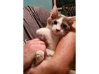 Lancelot Kitty Cowgill Domestic Shorthair Kitten Male