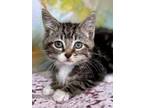 Ajax Domestic Mediumhair Kitten Male